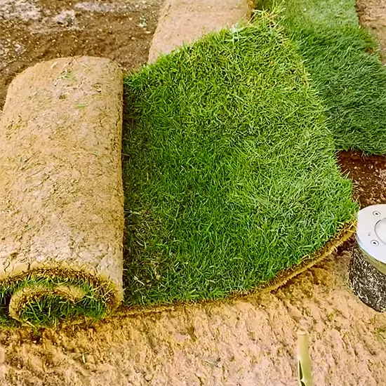 عشب طبيعي بجدة ومكة